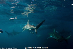 Black tip sharks in Aliwal Shoal by Rosa Amanda Tuiran 